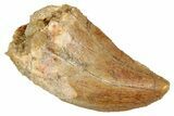 Serrated, Carcharodontosaurus Tooth - Real Dinosaur Tooth #341288-1